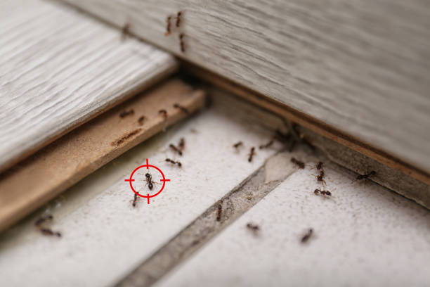 Best Best Pest Control Near Me  in Honolulu, HI